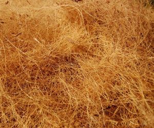 Coir – KCR Impex Madurai