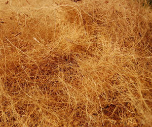 Coir Products